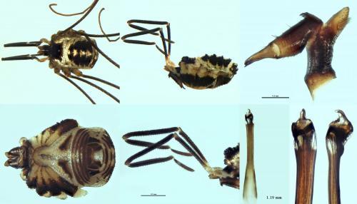 Réf. 242 084 : Mitostoma pyrenaeum